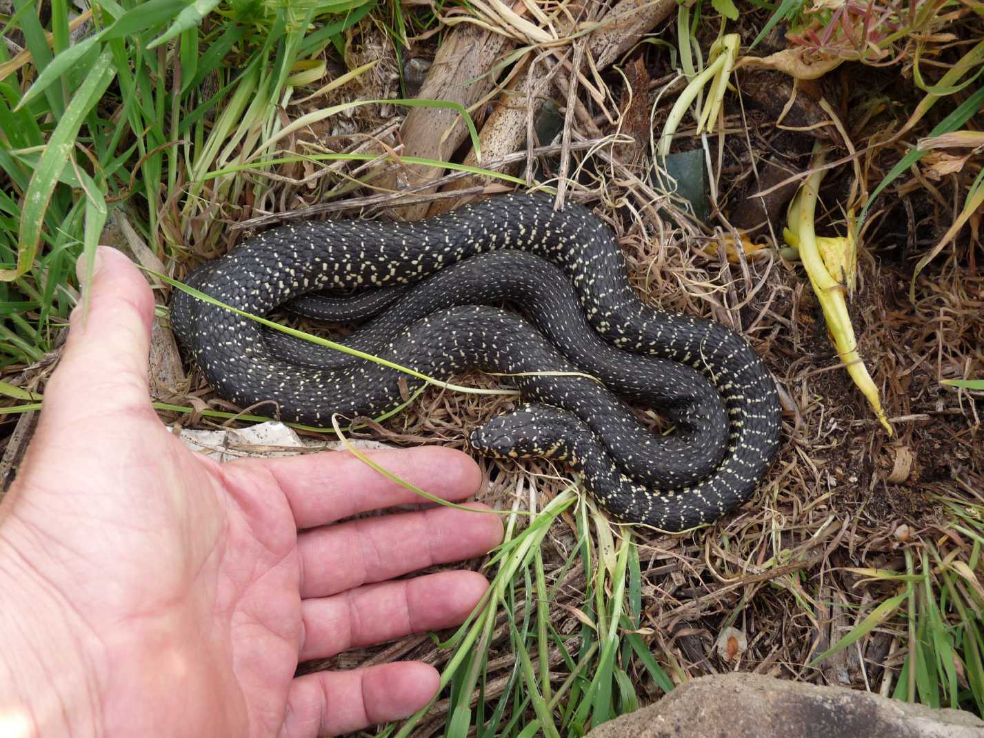 Alcune foto di biacchi in natura